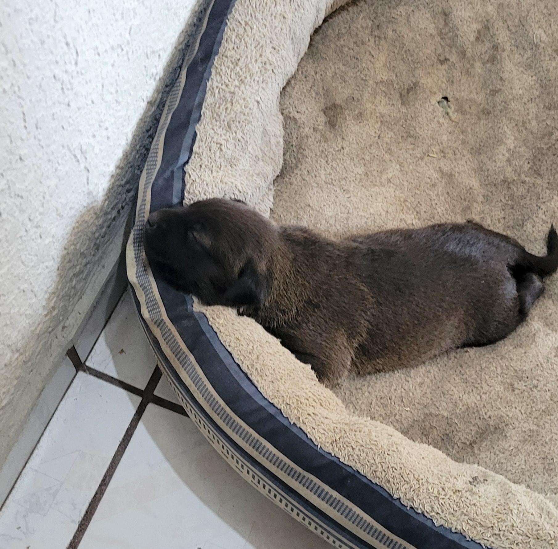 Jake (7), a Adopted mixed breed in Mexicali, BCN image 4/5