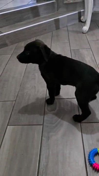 Enlarge Jake (7), a Adopted mixed breed in Mexicali, BCN video 5/5