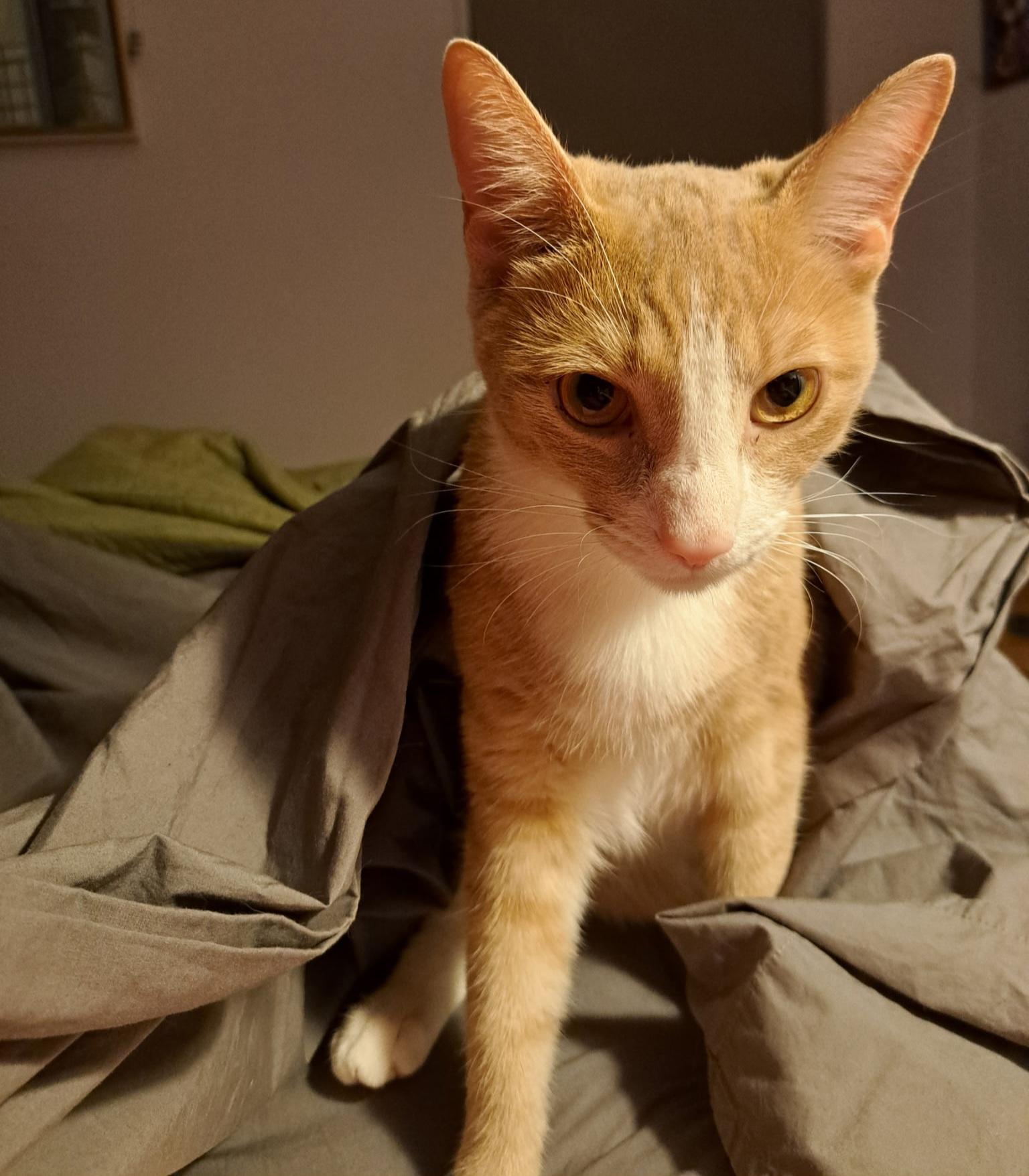 Chase, a Adoptable Domestic Short Hair in New York, NY image 2/6