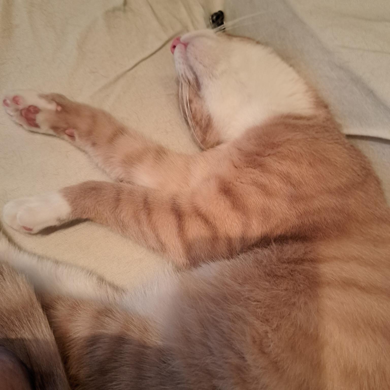 Chase, a Adoptable Domestic Short Hair in New York, NY image 5/6