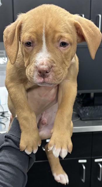 UGG, Adoptable, Puppy Male Pit Bull Terrier.