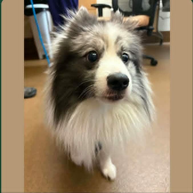 Enlarge Kai, a ADOPTABLE mixed breed in Dubuque, IA image 1/5
