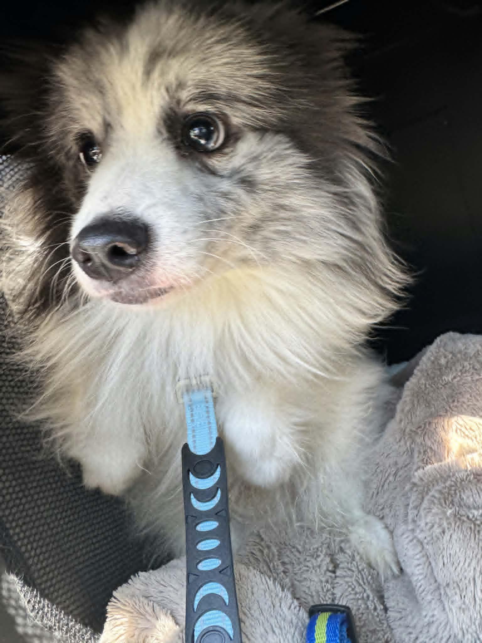 Enlarge Kai, a ADOPTABLE mixed breed in Dubuque, IA image 2/5