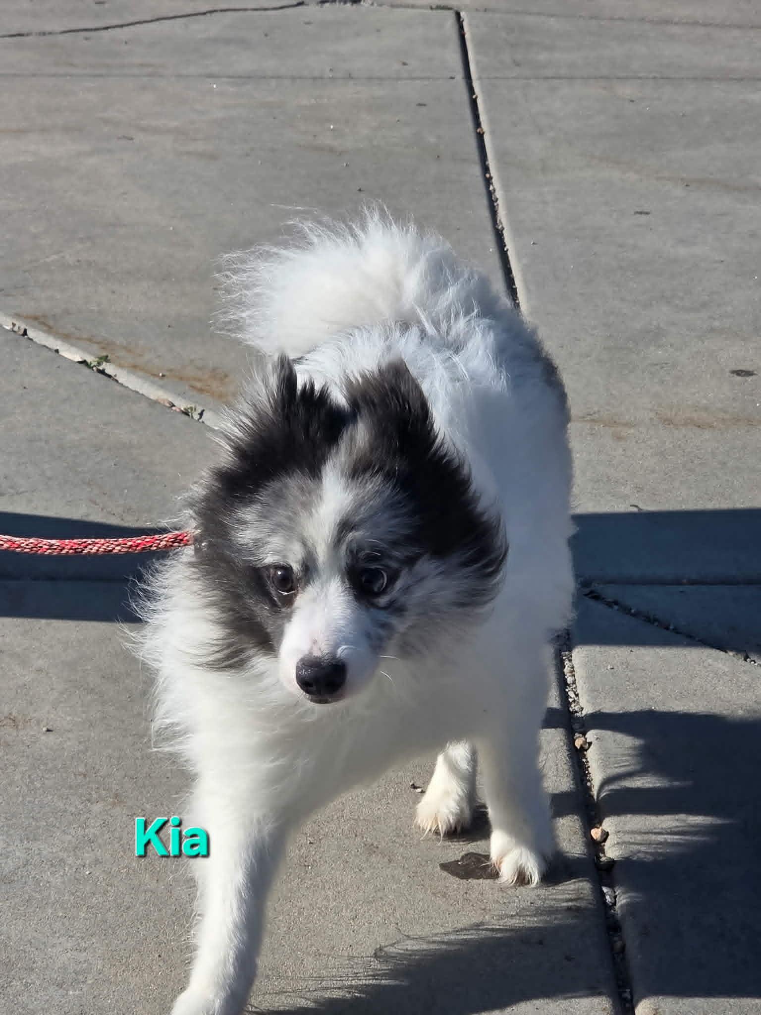 Enlarge Kai, a ADOPTABLE mixed breed in Dubuque, IA image 3/5