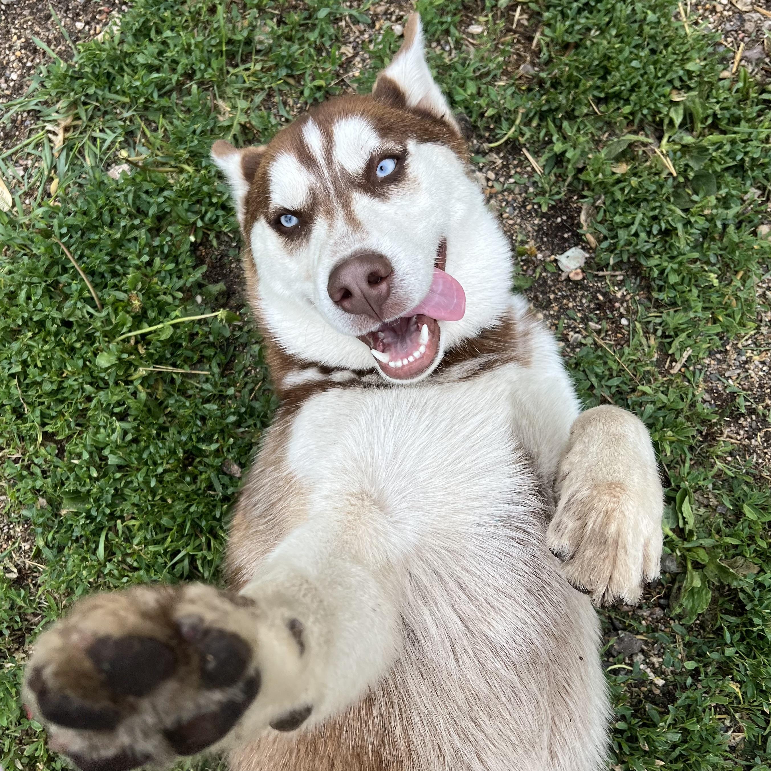 Enlarge Niko - NO FEE (Sponsored by Waters Edge Fairmont), a ADOPTABLE Husky in Fairmont, MN image 1/6