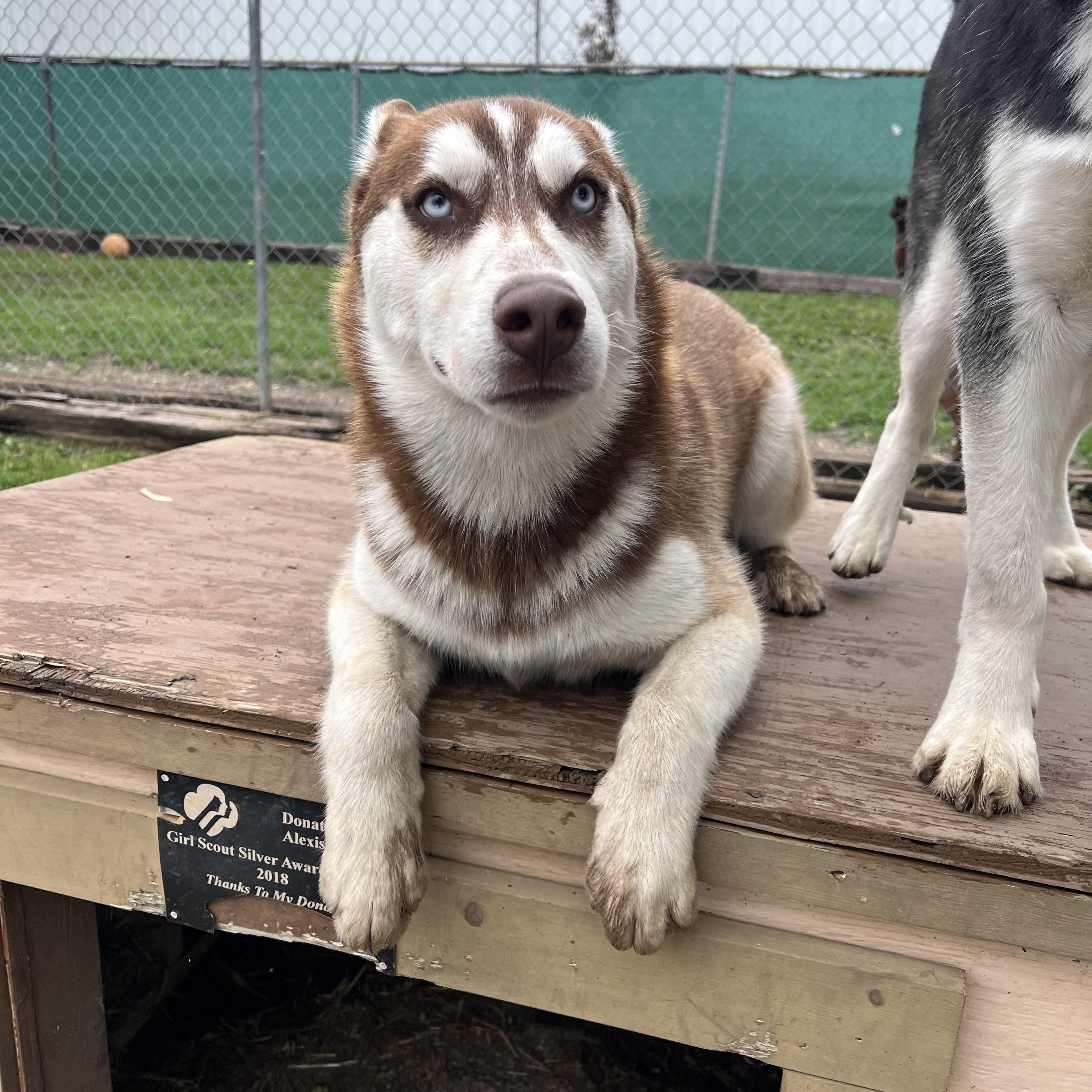Enlarge Niko - NO FEE (Sponsored by Waters Edge Fairmont), a ADOPTABLE Husky in Fairmont, MN image 6/6