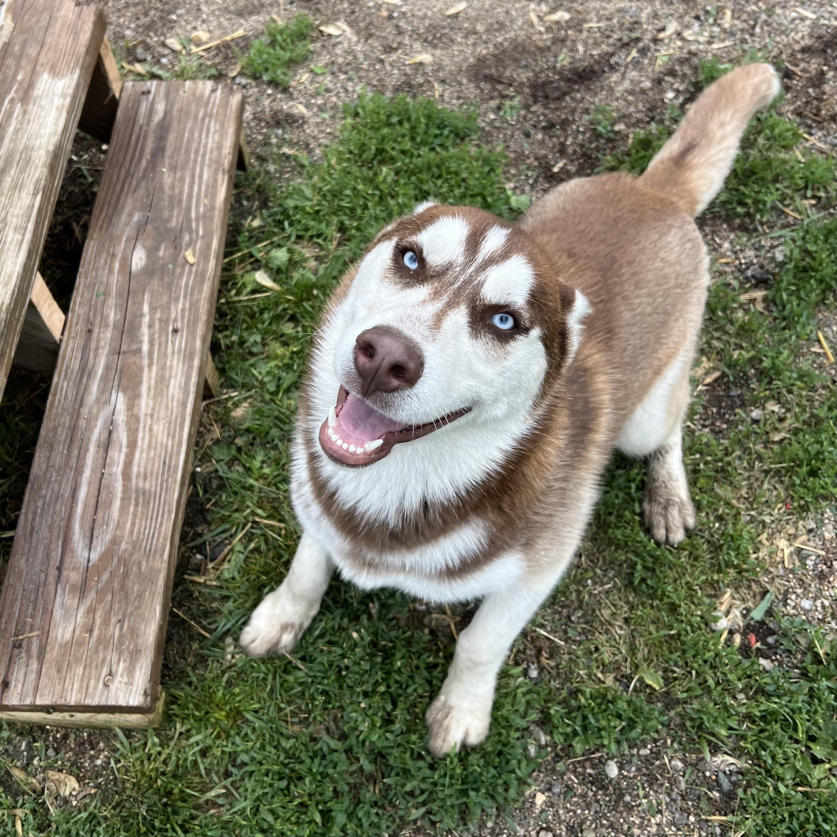Enlarge Niko - NO FEE (Sponsored by Waters Edge Fairmont), a ADOPTABLE Husky in Fairmont, MN image 5/6