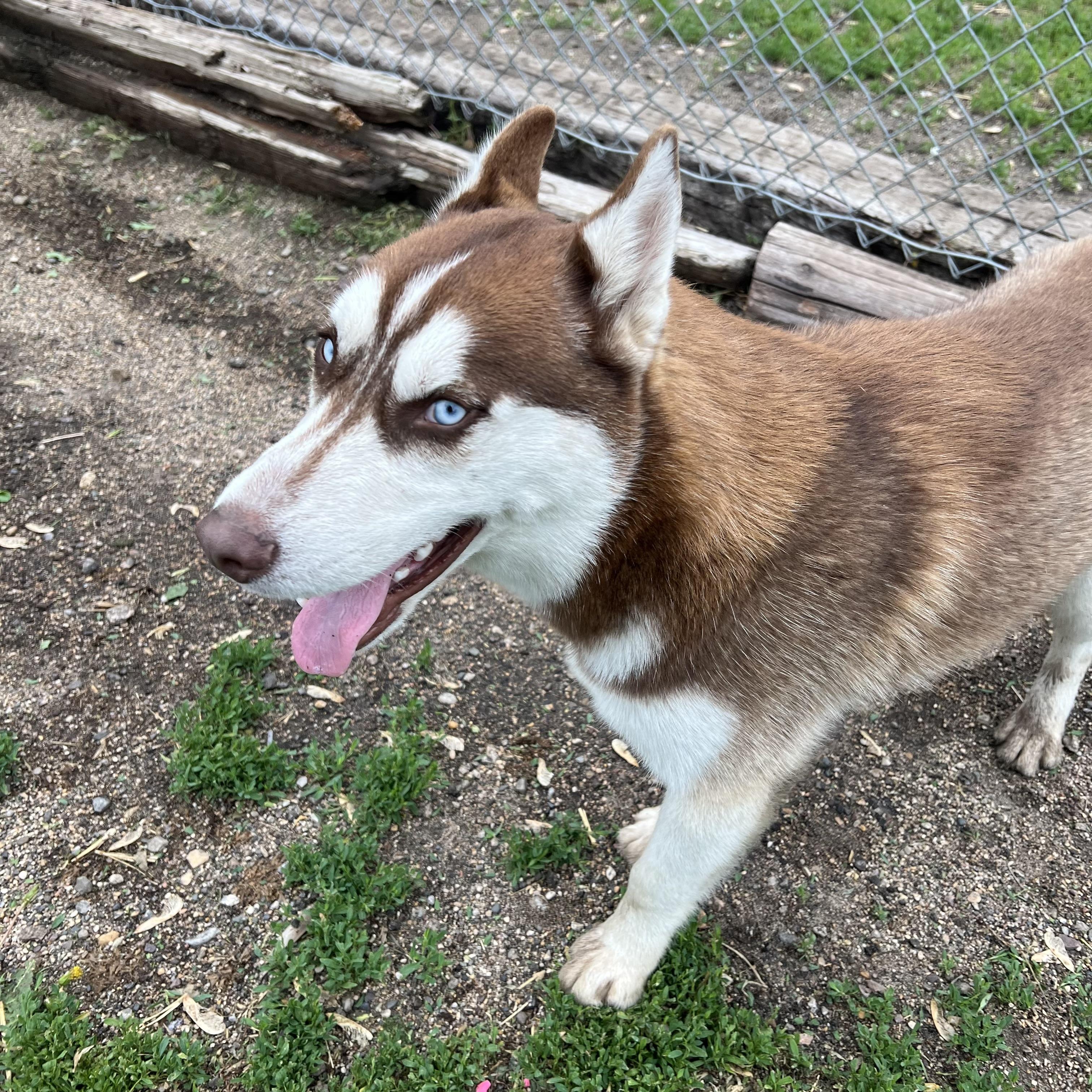 Enlarge Niko, a ADOPTABLE mixed breed in Fairmont, MN image 6/6