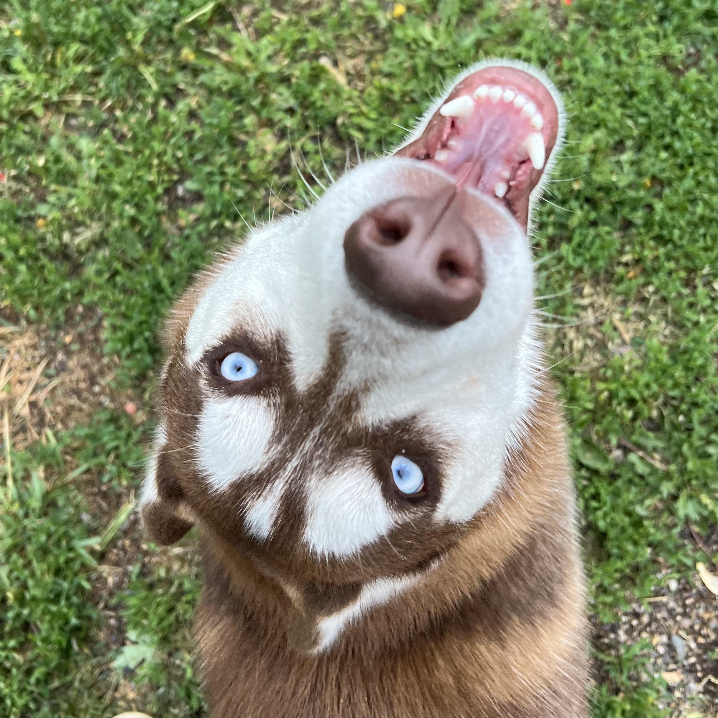 Enlarge Niko - NO FEE (Sponsored by Waters Edge Fairmont), a ADOPTABLE Husky in Fairmont, MN image 2/6