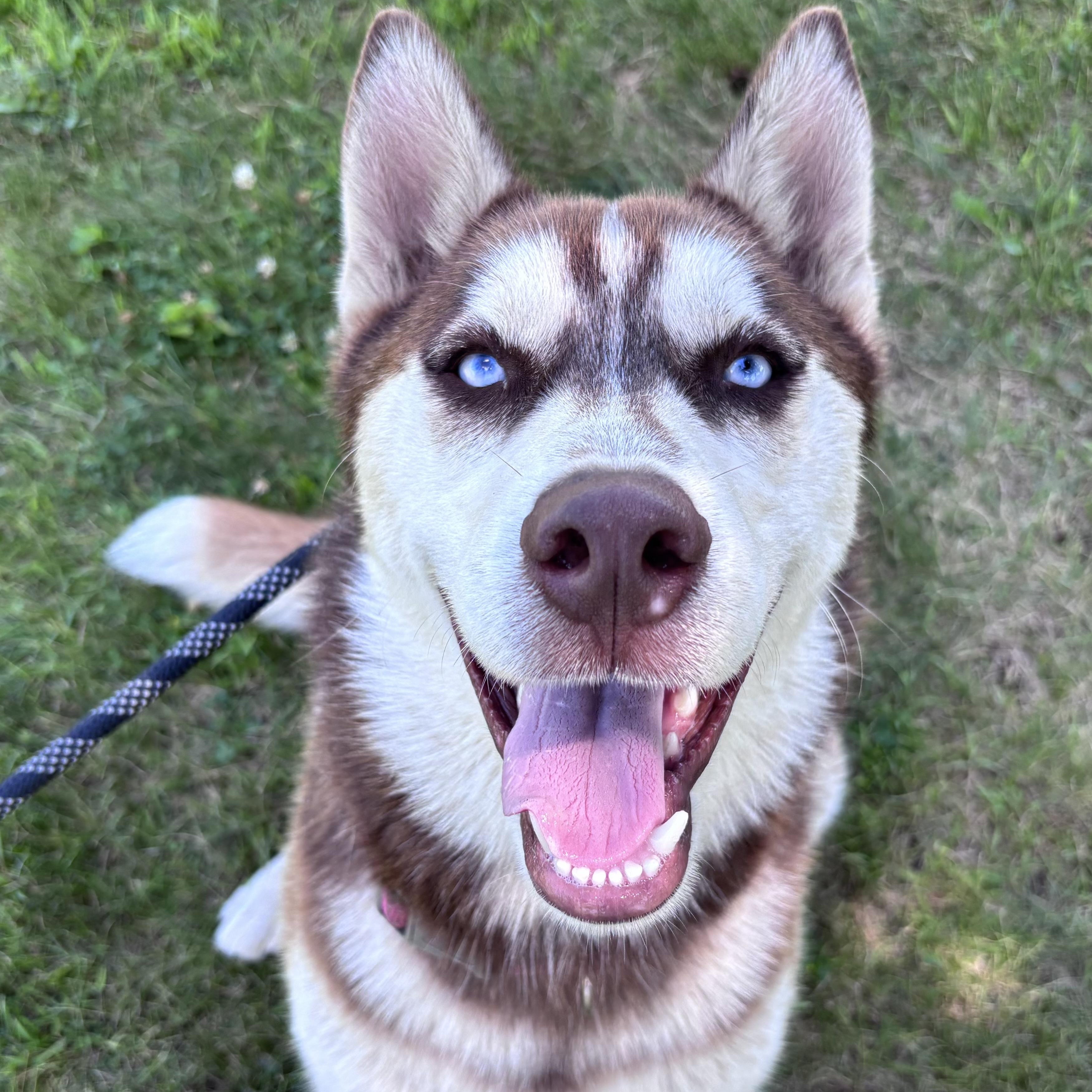 Enlarge Niko, a ADOPTABLE mixed breed in Fairmont, MN image 1/6