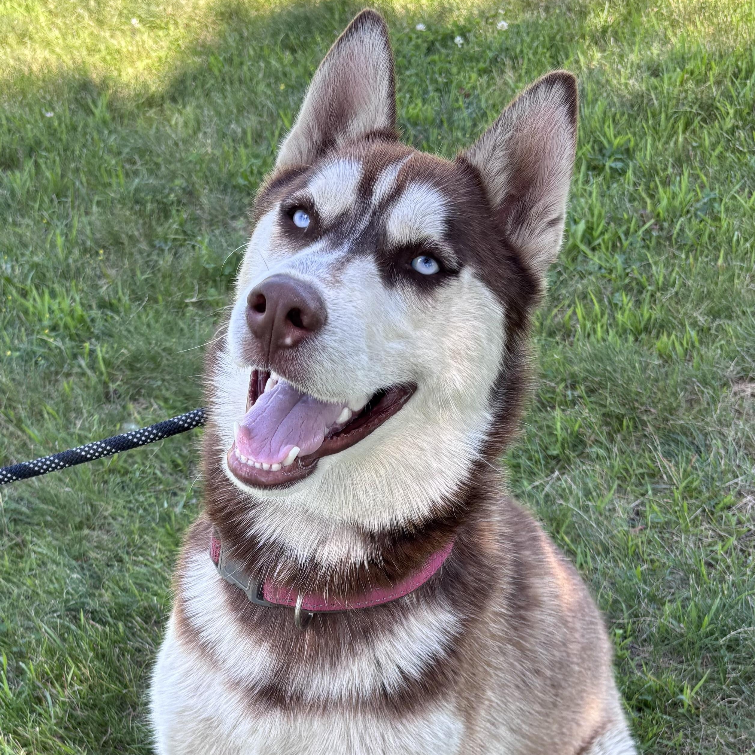 Enlarge Niko, a ADOPTABLE mixed breed in Fairmont, MN image 5/6