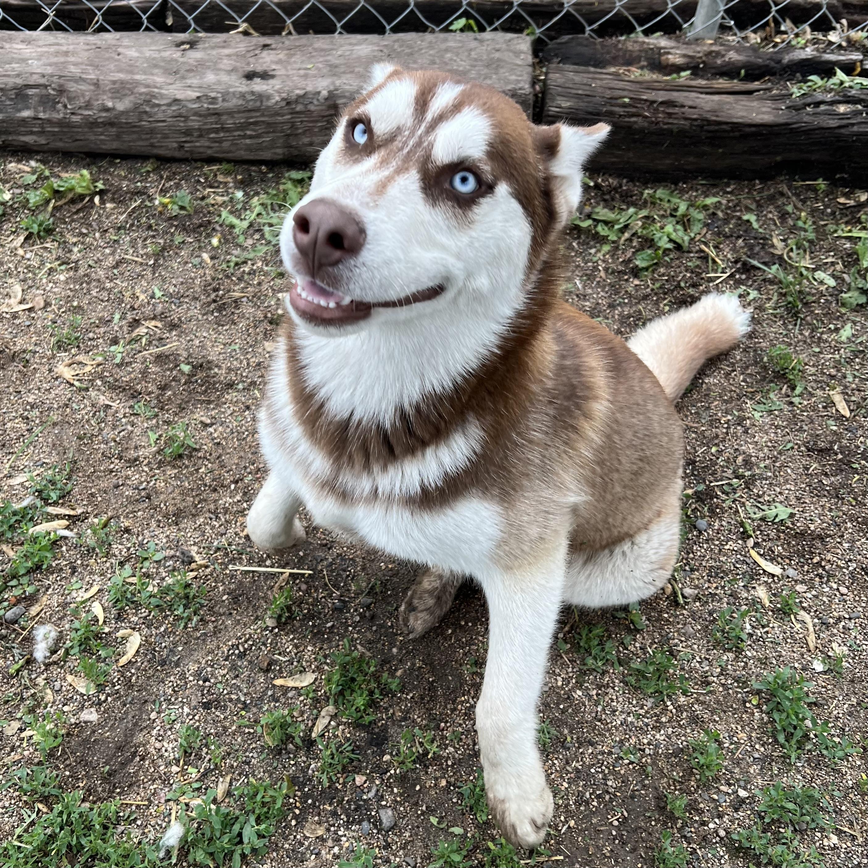 Enlarge Niko - NO FEE (Sponsored by Waters Edge Fairmont), a ADOPTABLE Husky in Fairmont, MN image 3/6