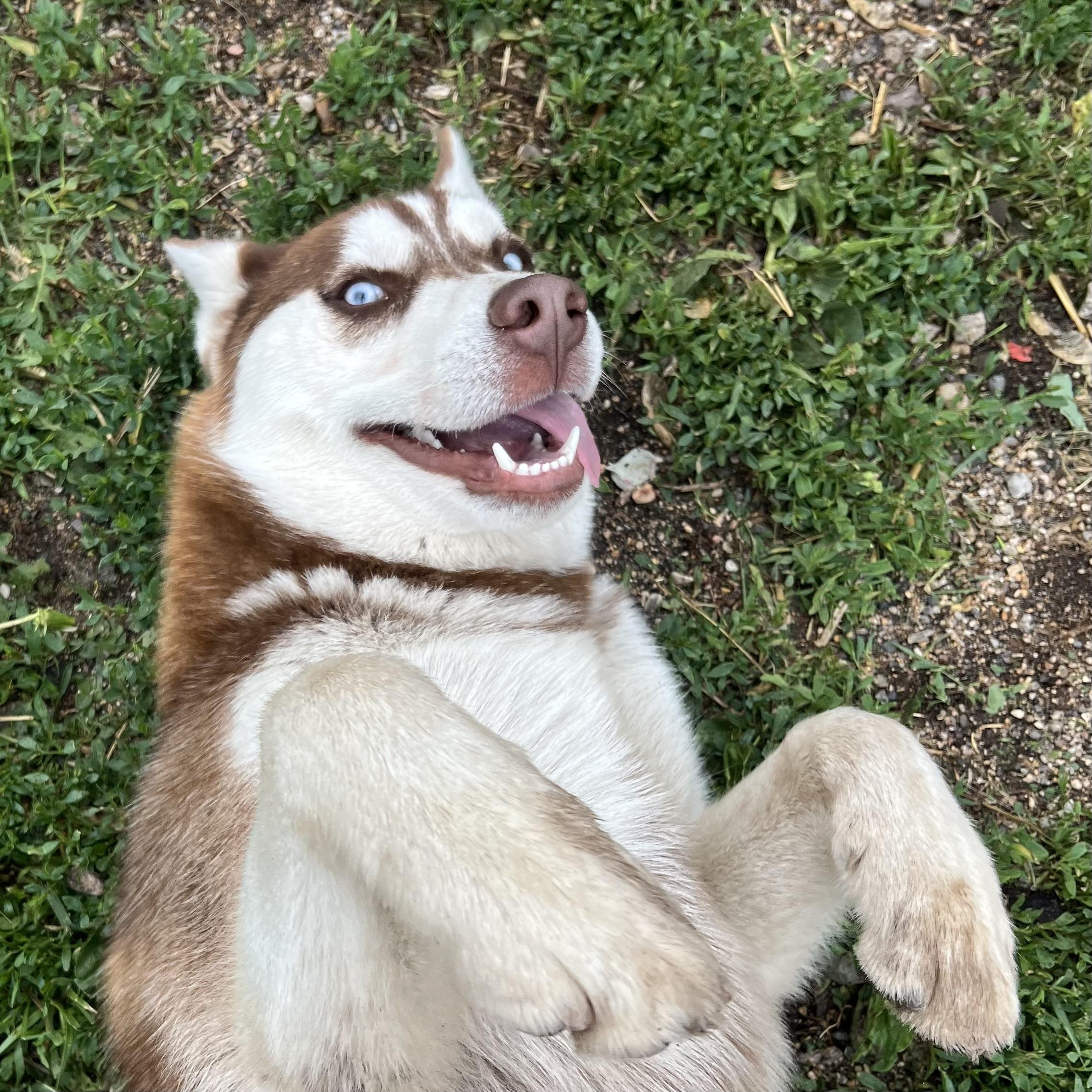 Enlarge Niko, a ADOPTABLE mixed breed in Fairmont, MN image 4/6