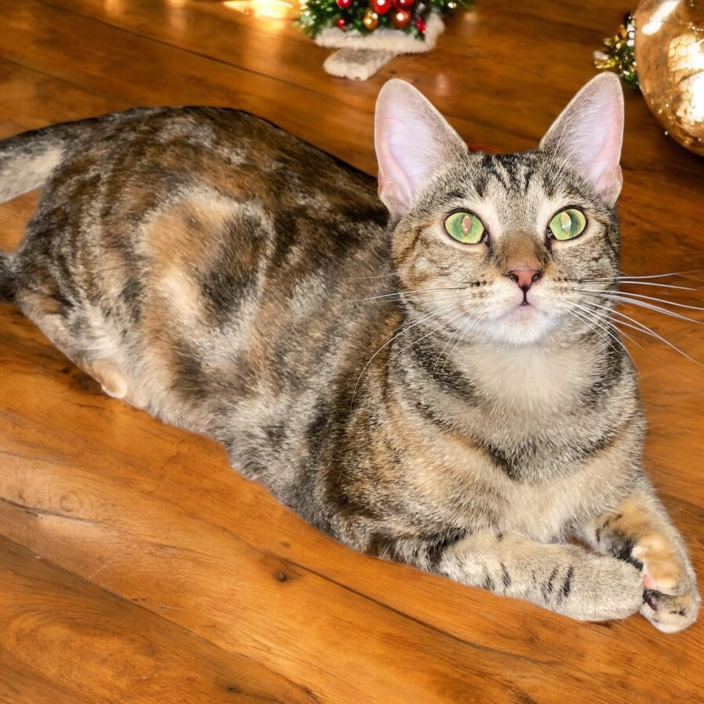 Enlarge Deets, a Adoptable Domestic Short Hair in El Cajon, CA image 1/1