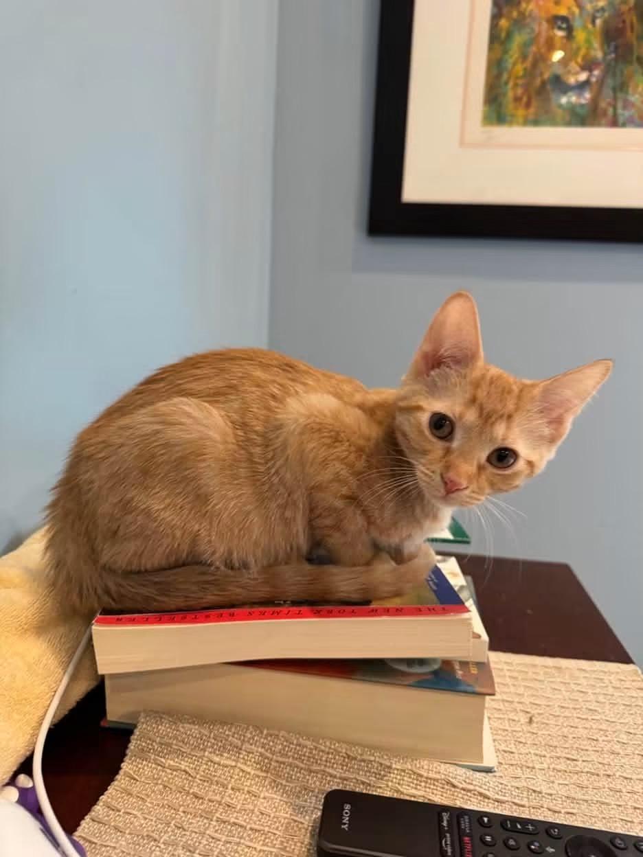 Enlarge Rosie, a Adoptable Domestic Short Hair in Crystal Lake, IL image 3/6