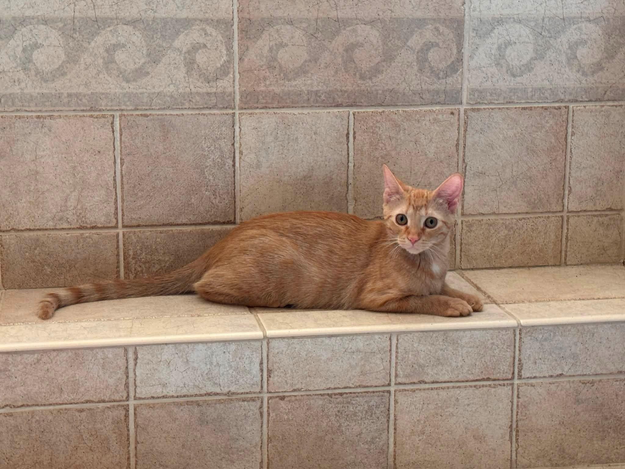 Enlarge Rosie, a Adoptable Domestic Short Hair in Crystal Lake, IL image 5/6