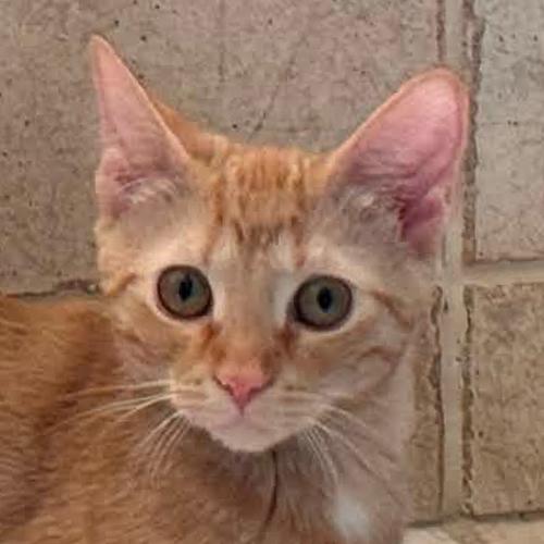 Rosie, Adoptable, Kitten Female Domestic Short Hair.