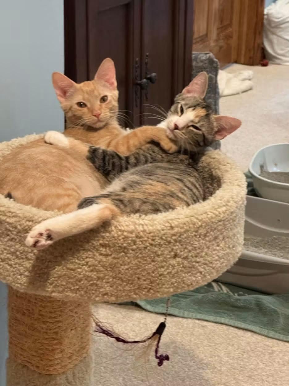 Enlarge Rosie, a Adoptable Domestic Short Hair in Crystal Lake, IL image 2/6