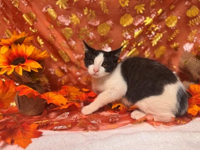 MINER, Adoptable, Kitten Male Domestic Short Hair.