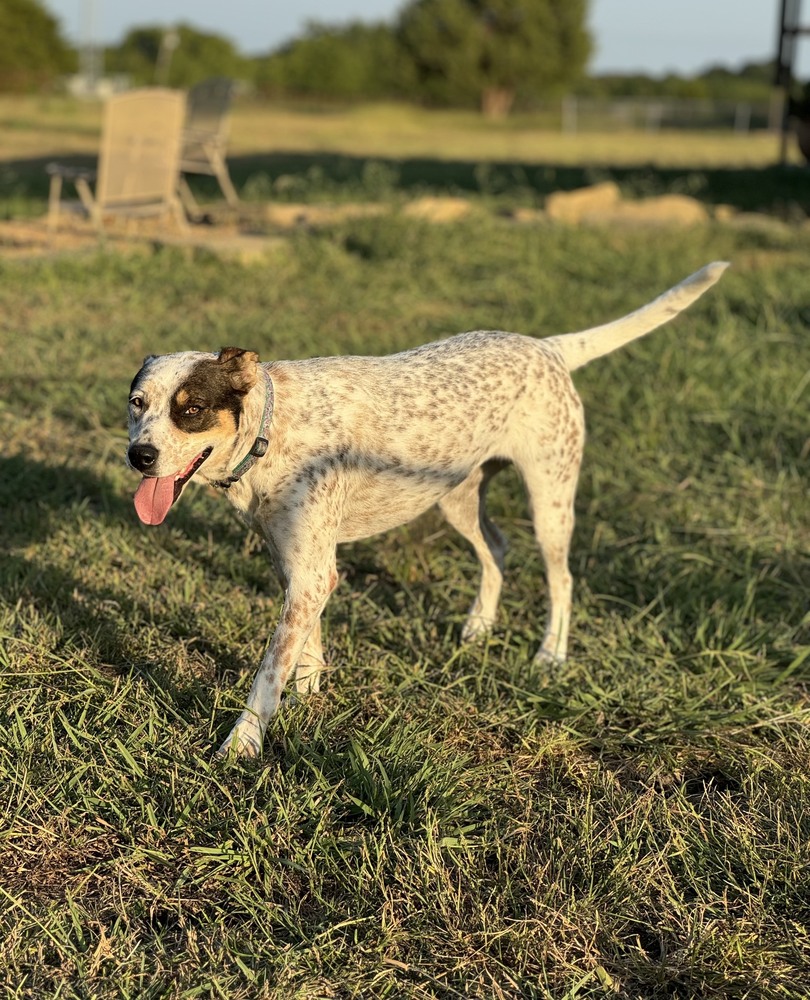 Dog for adoption Zara, an Australian Cattle Dog / Blue Heeler in Eden