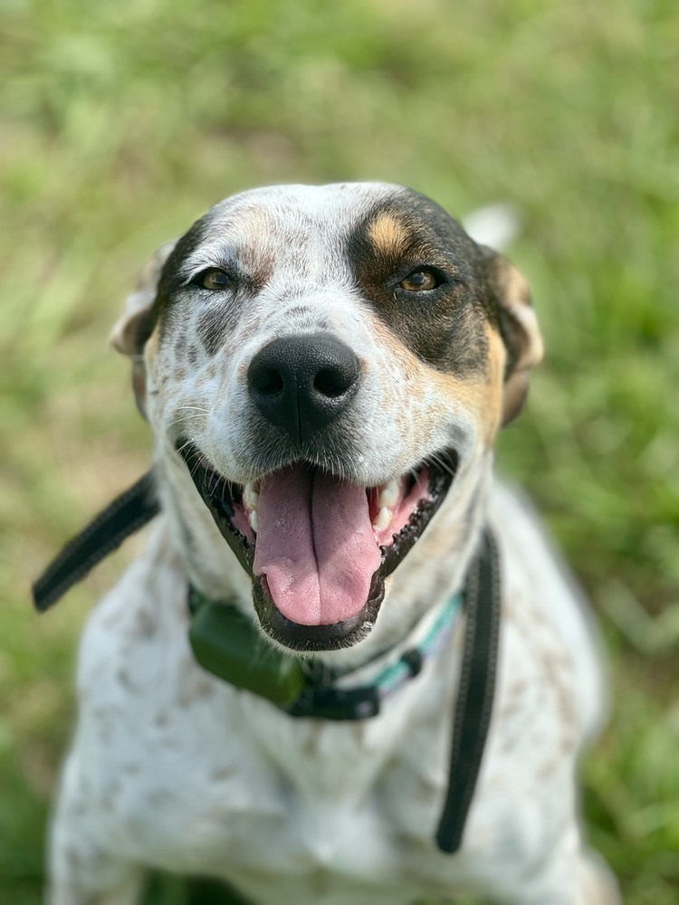Dog for adoption Zara, an Australian Cattle Dog / Blue Heeler in Eden
