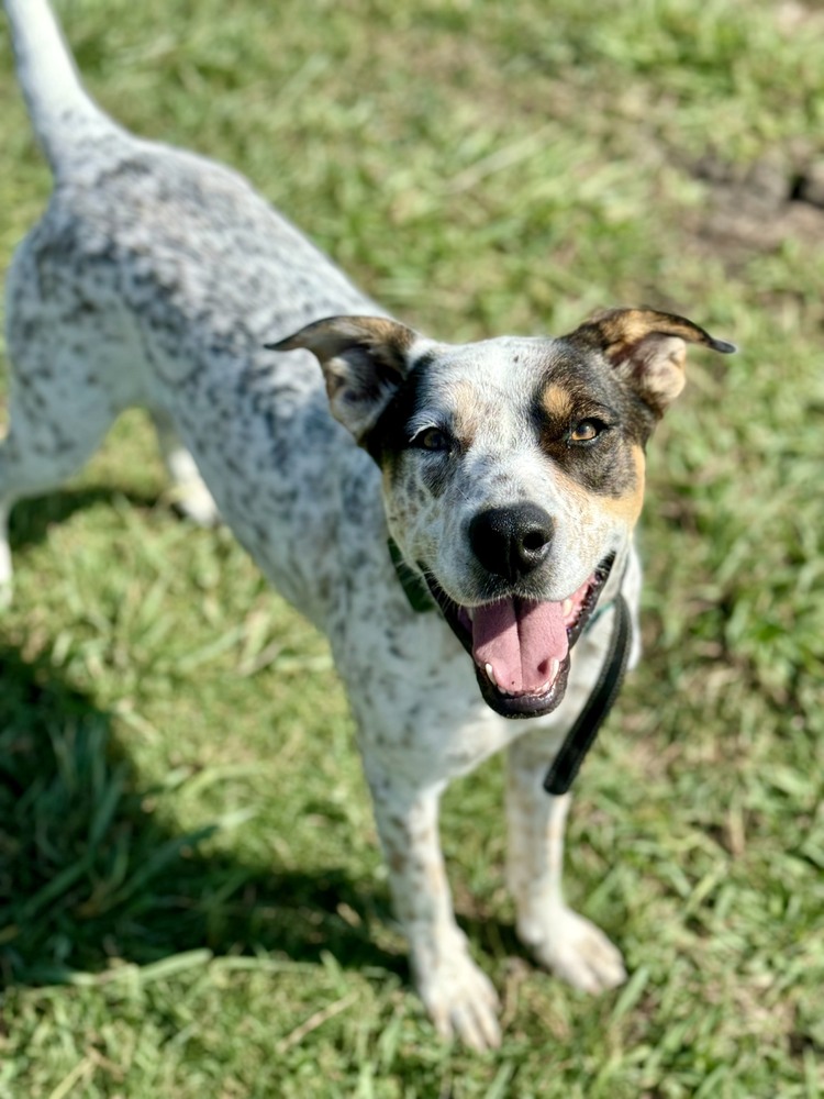 Dog for adoption Zara, an Australian Cattle Dog / Blue Heeler in Eden