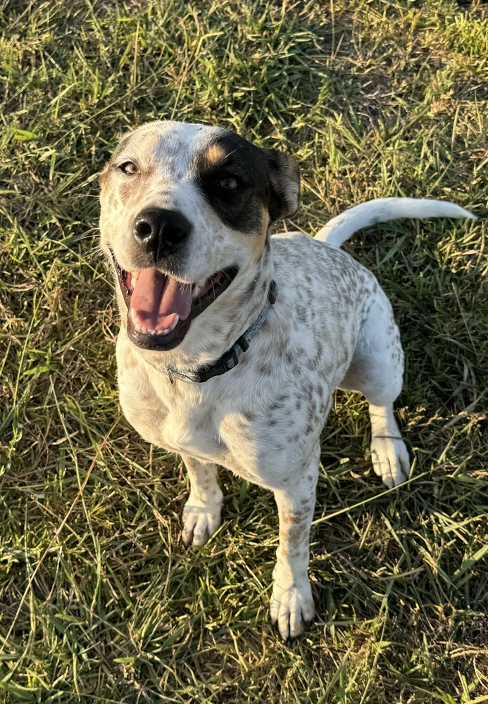 Dog for adoption Zara, an Australian Cattle Dog / Blue Heeler in Eden