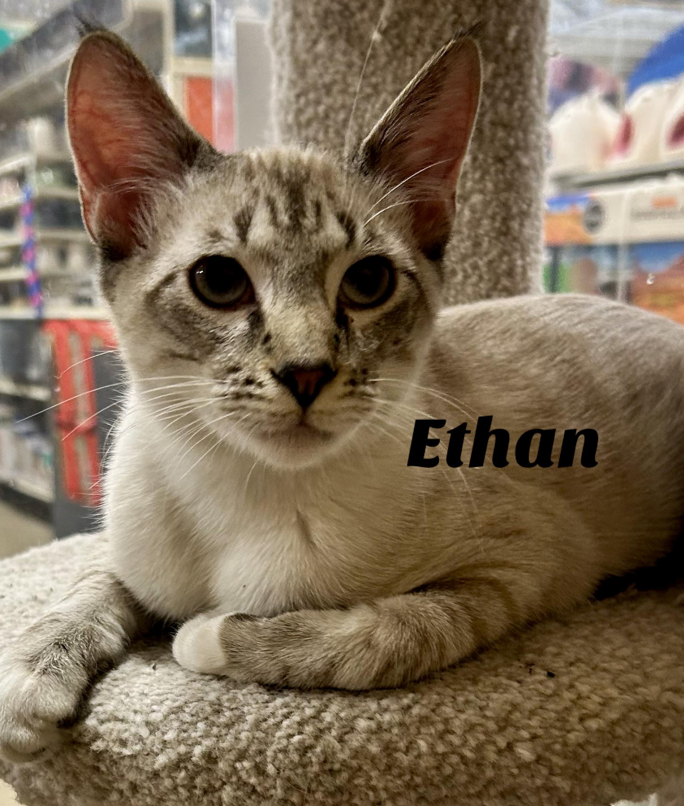 Ethan, adopted, Young Male Siamese.