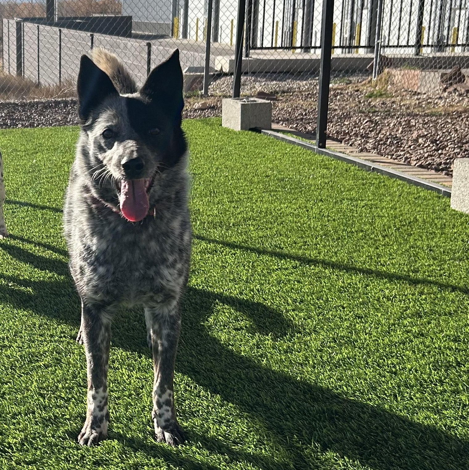 MAYBELL, ADOPTABLE, Adult Female Australian Cattle Dog / Blue Heeler.