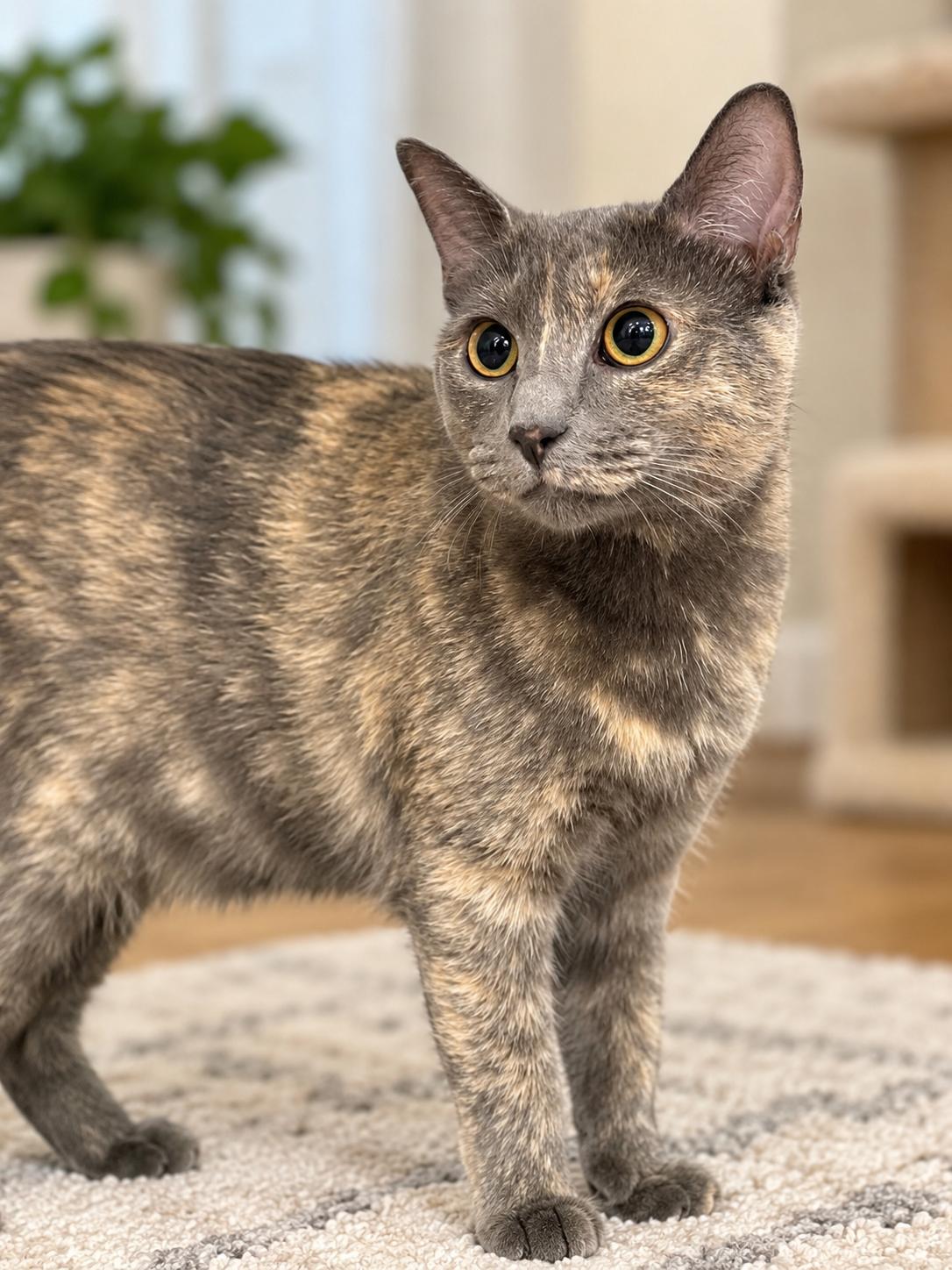 Enlarge Ruby, an adoptable mixed breed in Greensboro, NC image 1/3