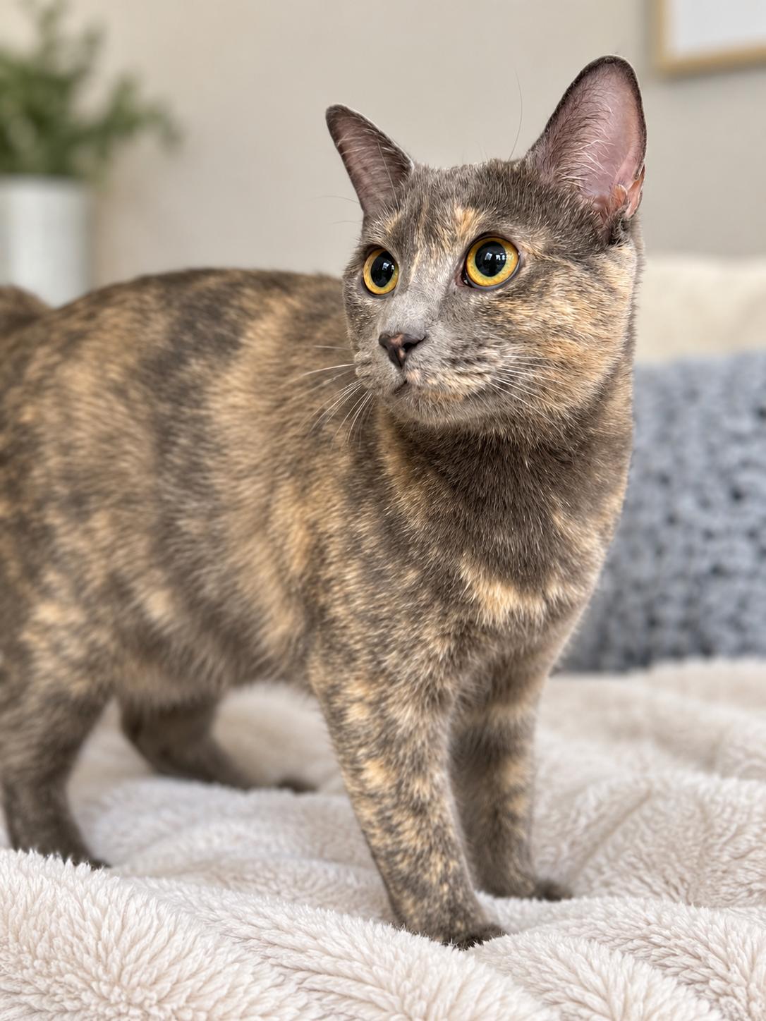 Enlarge Ruby, an adoptable mixed breed in Greensboro, NC image 2/3