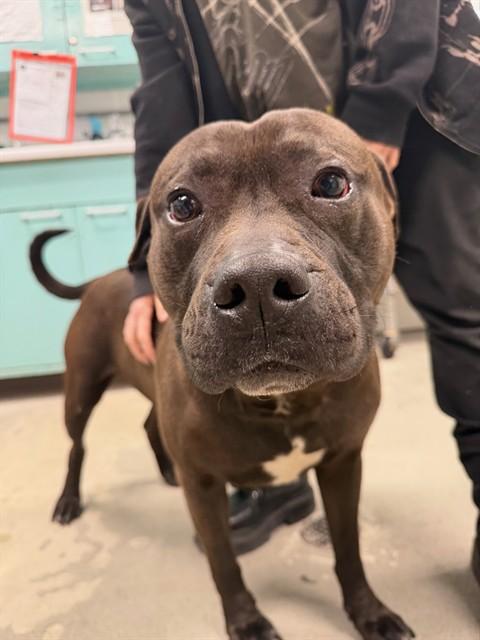 Dino, ADOPTABLE, Adult Male Pit Bull Terrier.