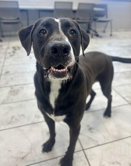 FELIZ, Adoptable, Adult Male Labrador Retriever.