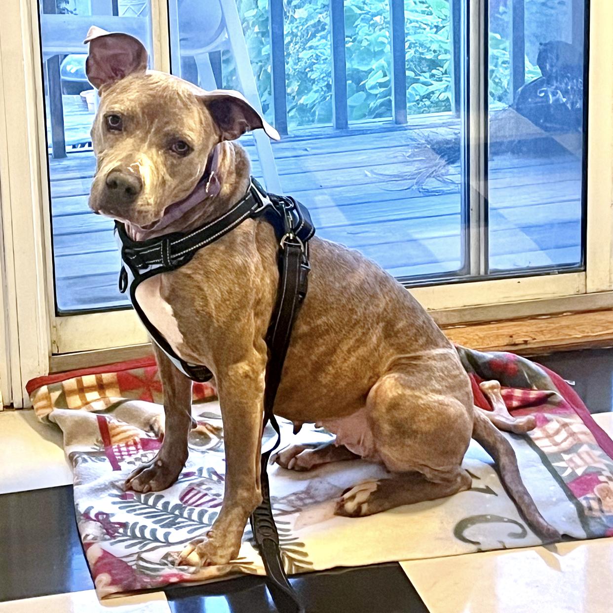 Corina, a Adoptable mixed breed in Erie, PA image 2/6