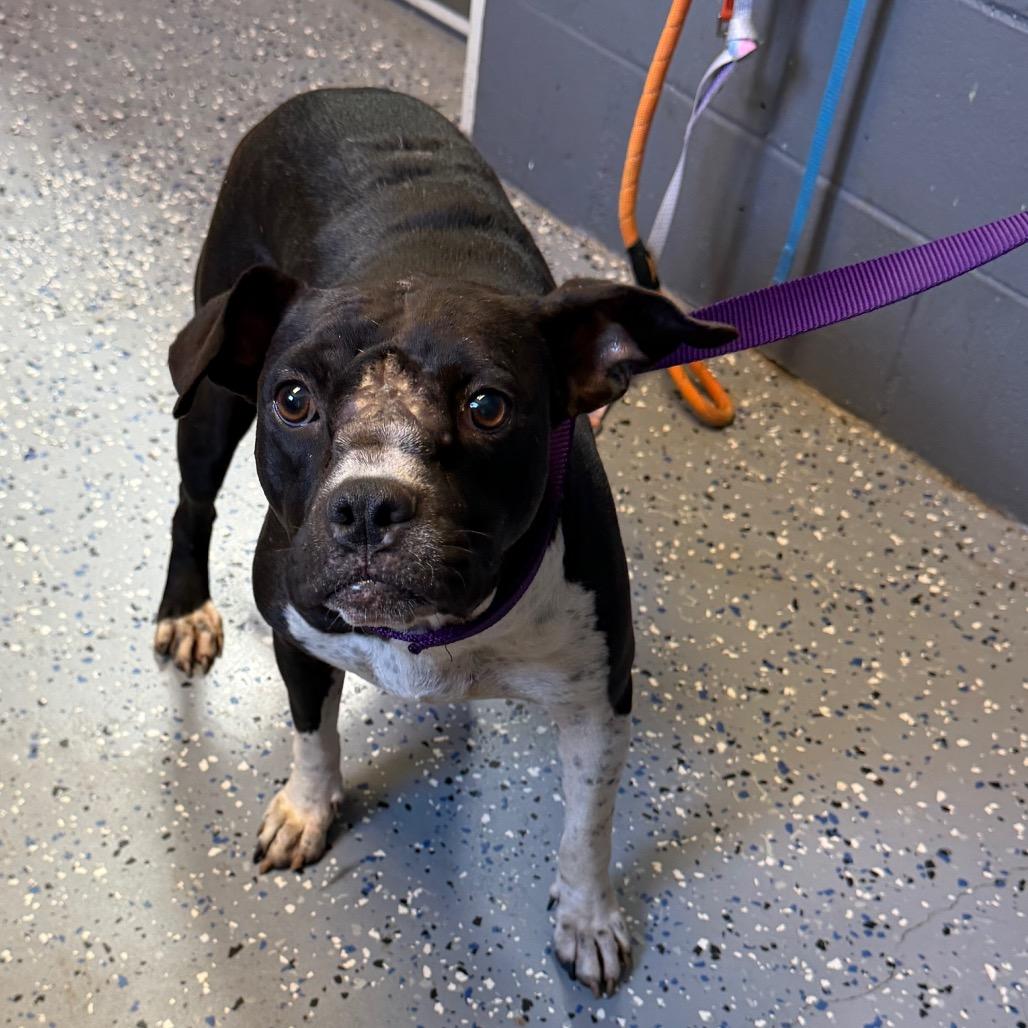 Enlarge Bonnie, a Adoptable mixed breed in Tuscaloosa, AL image 2/5