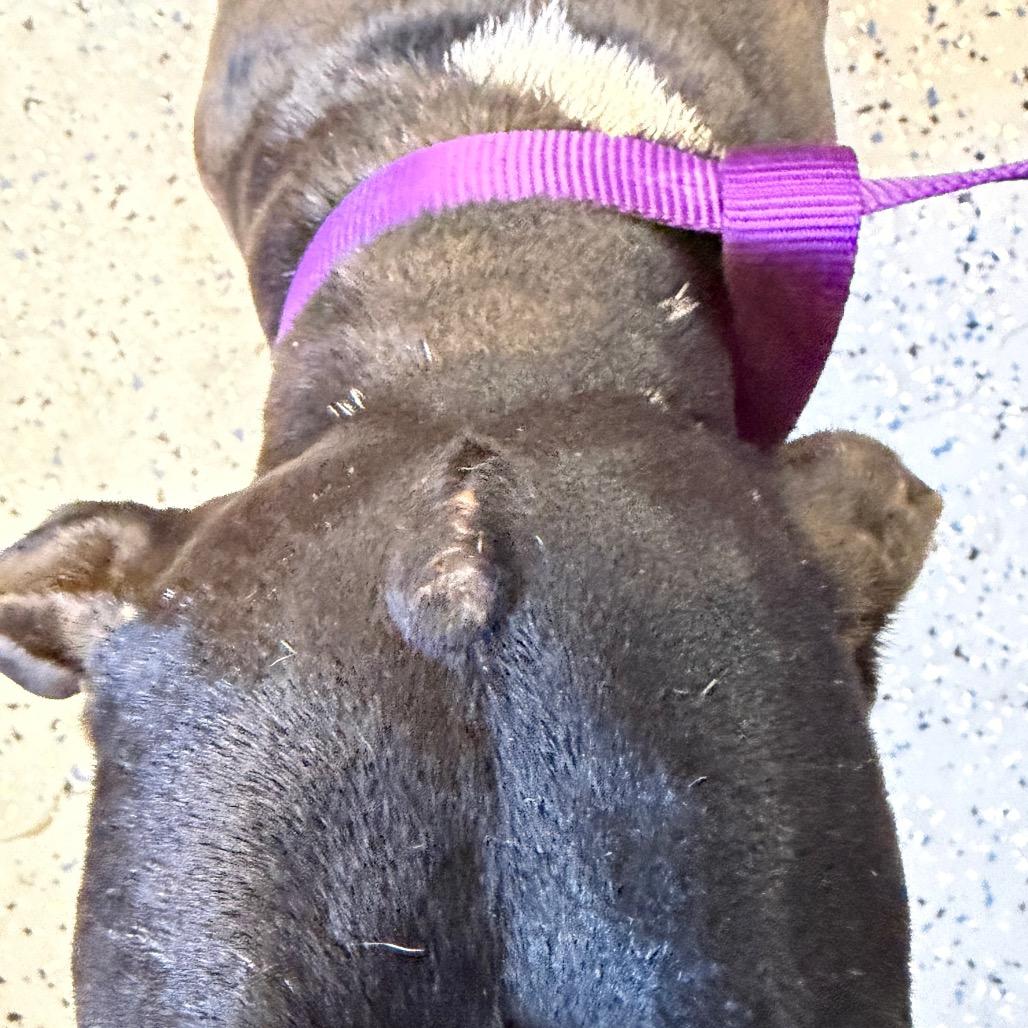 Enlarge Bonnie, a Adoptable mixed breed in Tuscaloosa, AL image 3/5