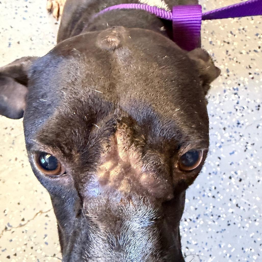 Enlarge Bonnie, a Adoptable mixed breed in Tuscaloosa, AL image 4/5