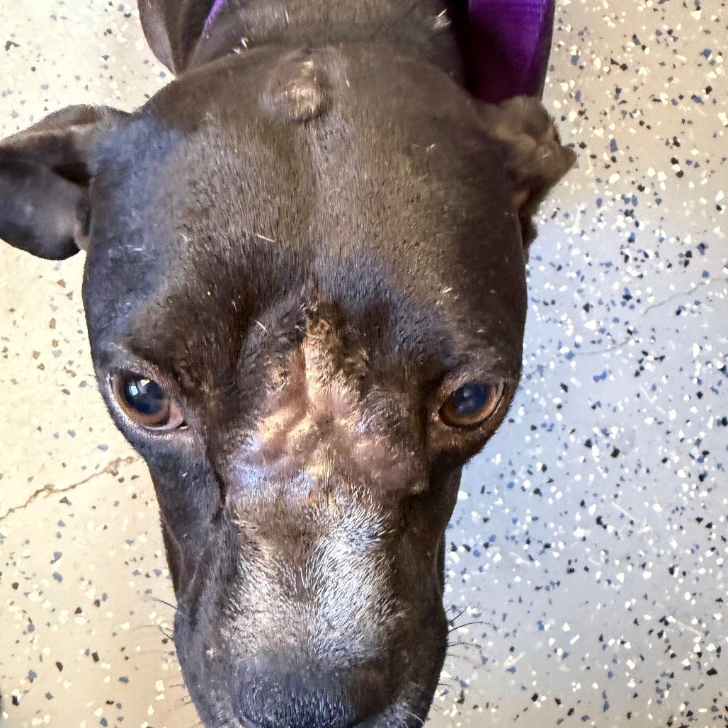 Enlarge Bonnie, a Adoptable mixed breed in Tuscaloosa, AL image 5/5