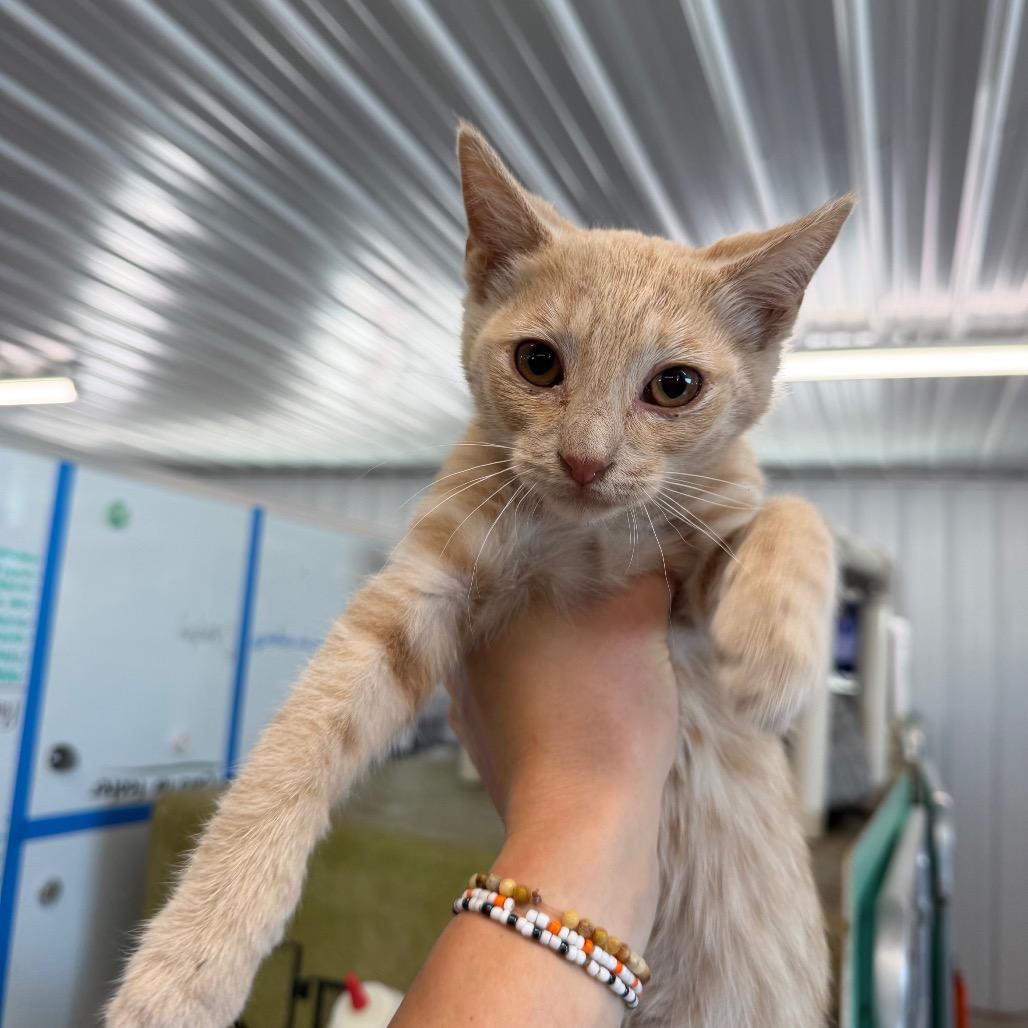 Enlarge Cricket, a Adoptable Domestic Short Hair in Spanish Fork, UT image 1/1