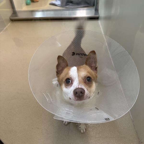 Roomba, Adoptable, Adult Male Chihuahua.