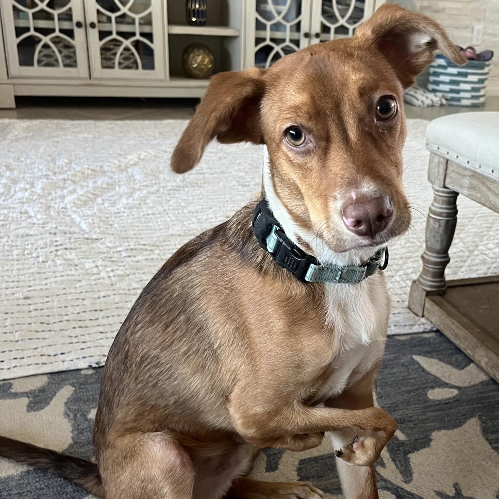 Nemo, Adoptable, Young Male Mixed Breed.