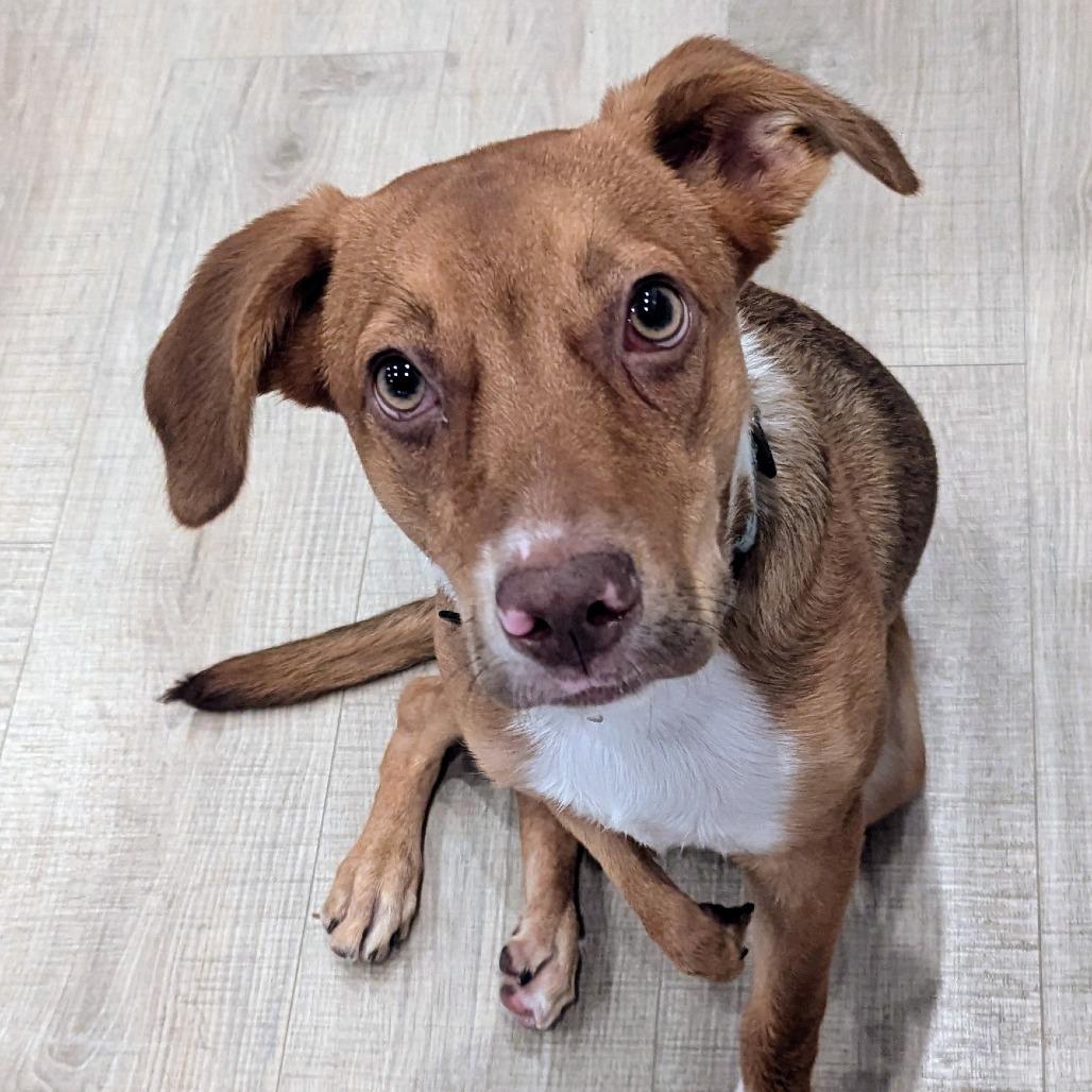 Nemo, a Adoptable mixed breed in Bradenton, FL image 1/3