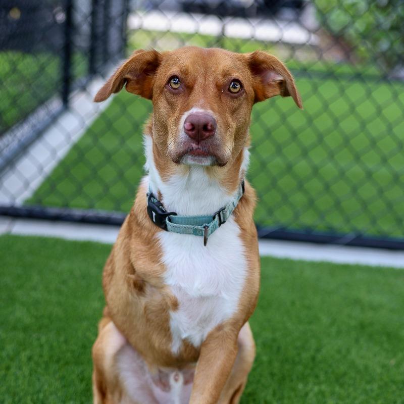 Enlarge Nemo, a Adoptable mixed breed in Bradenton, FL image 1/6