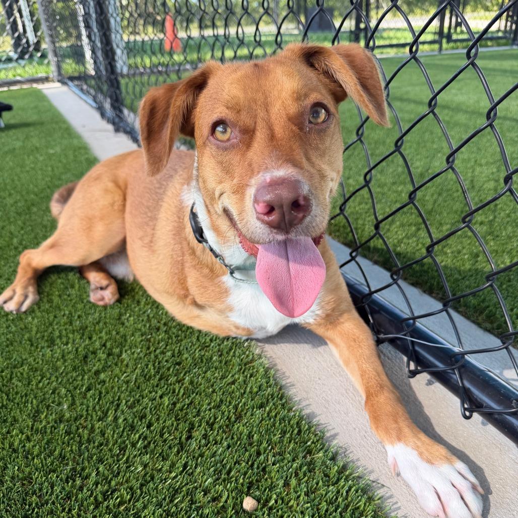 Enlarge Nemo, a Adoptable mixed breed in Bradenton, FL image 2/6