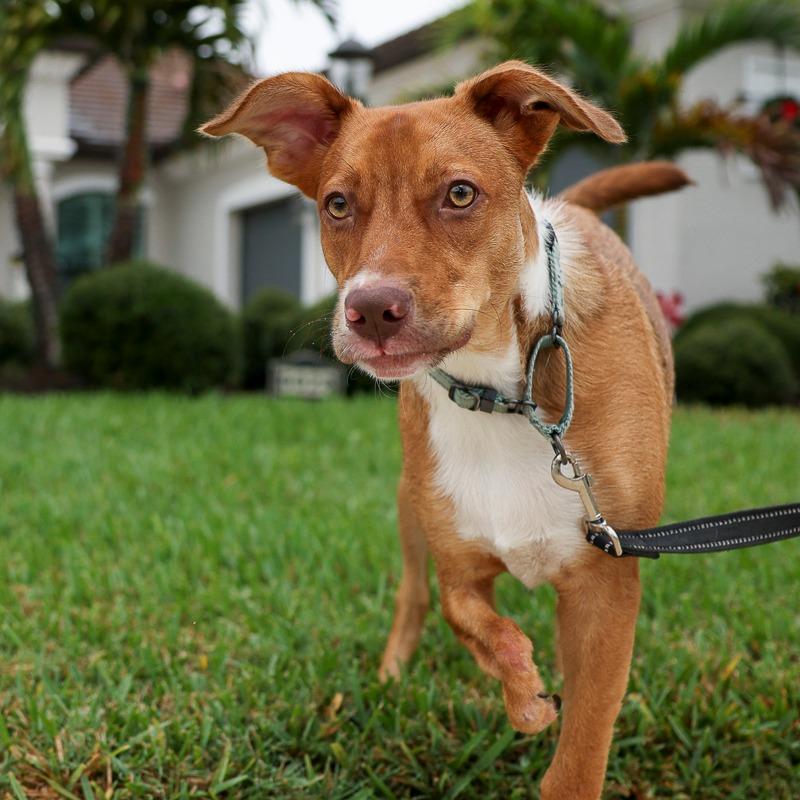 Nemo, Adoptable, Young Male Mixed Breed.