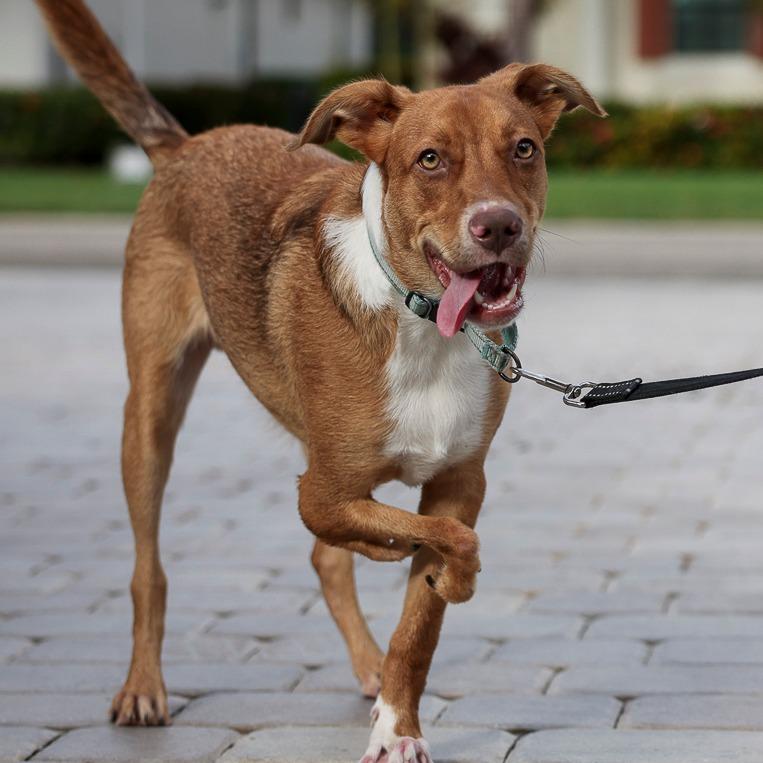 Enlarge Nemo, a Adoptable mixed breed in Bradenton, FL image 4/6