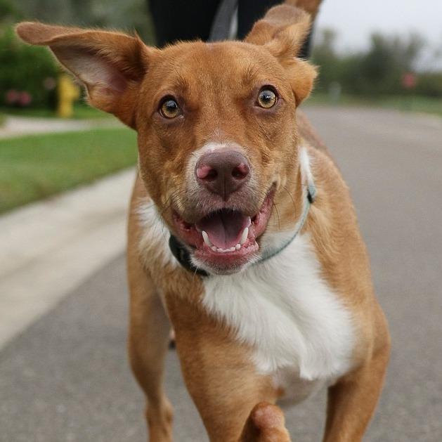 Nemo, a Adoptable mixed breed in Bradenton, FL image 5/6