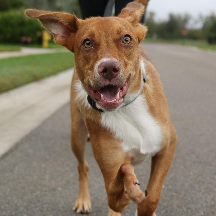 Nemo, Adoptable, Young Male Mixed Breed.