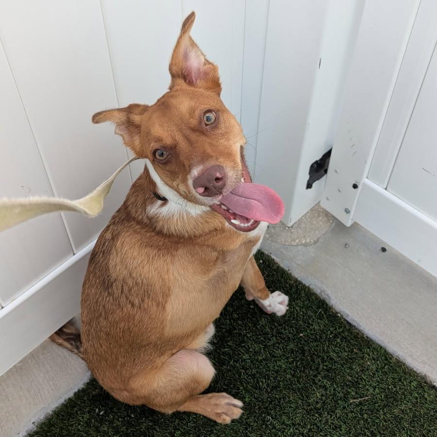 Enlarge Nemo, a Adoptable mixed breed in Bradenton, FL image 4/4