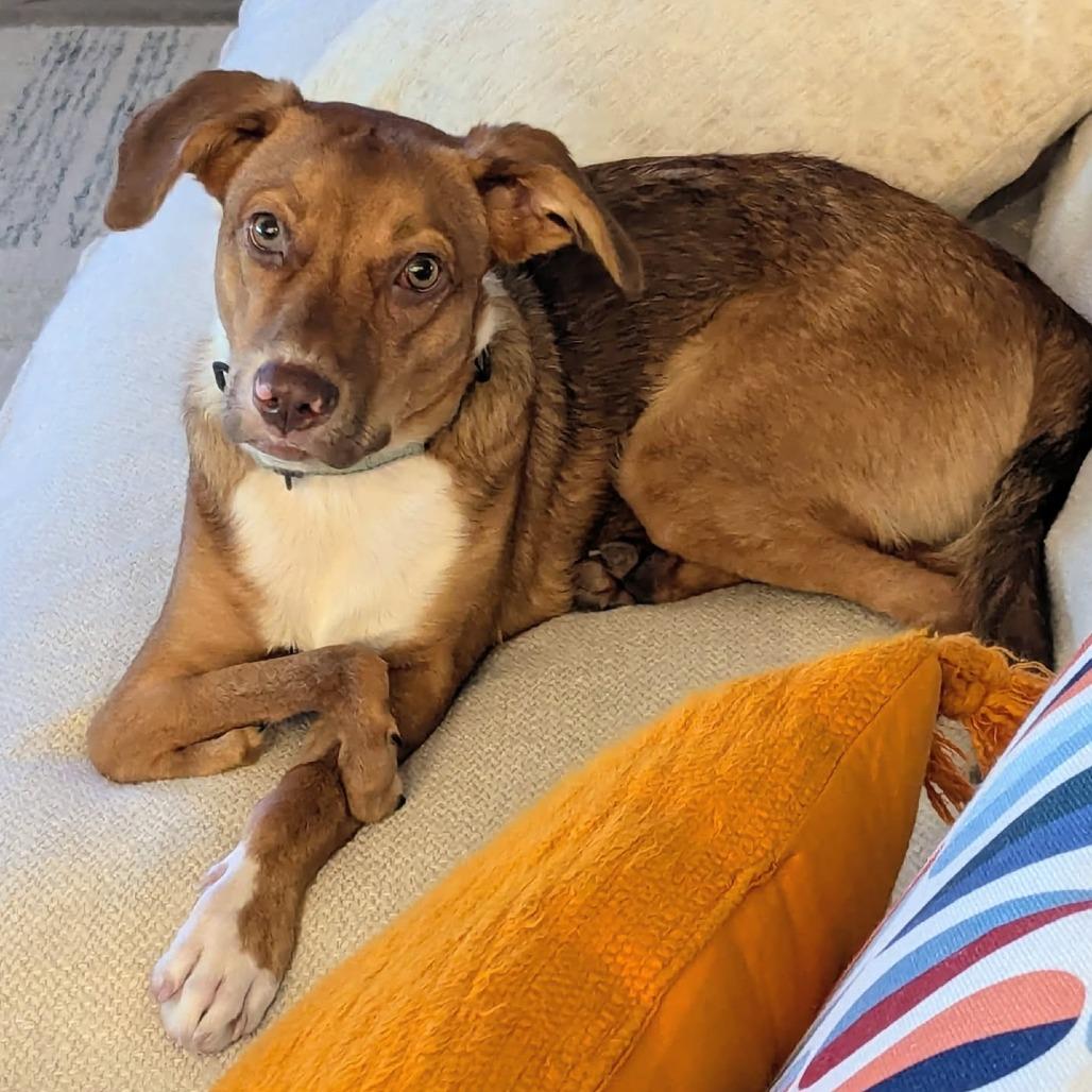 Enlarge Nemo, a Adoptable mixed breed in Bradenton, FL image 5/6